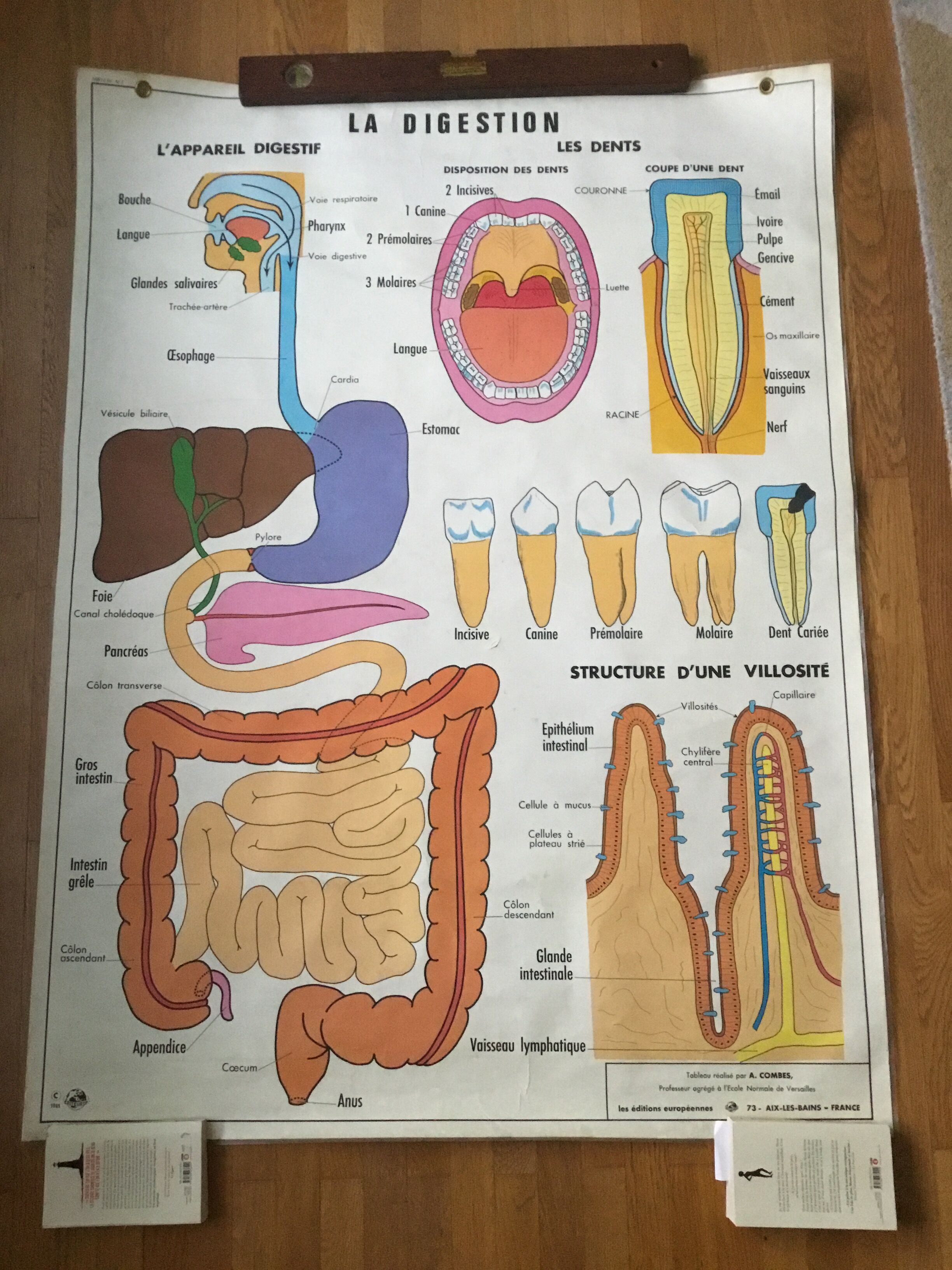 Educational poster digestion and the eye and vision