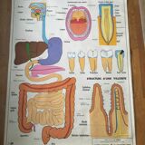 Educational poster digestion and the eye and vision