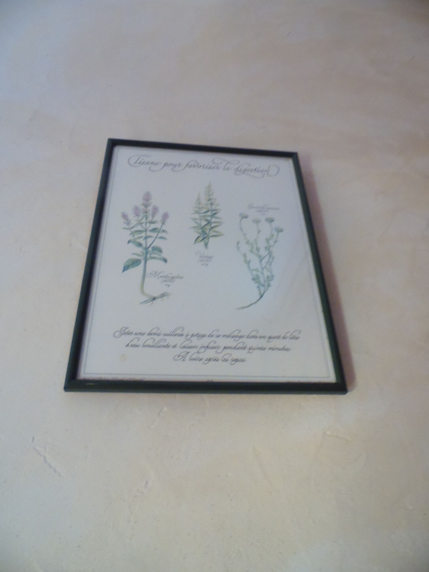 Botanical plate tisane for digestion, 1982 C Michaut