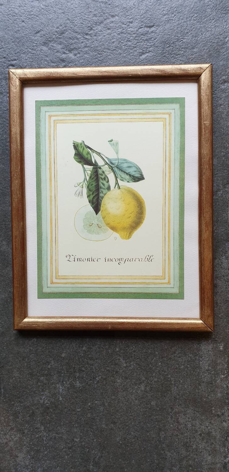 Planche botanique citronnier