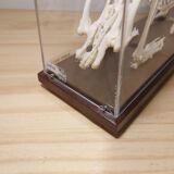 Rabbit skeleton under bell