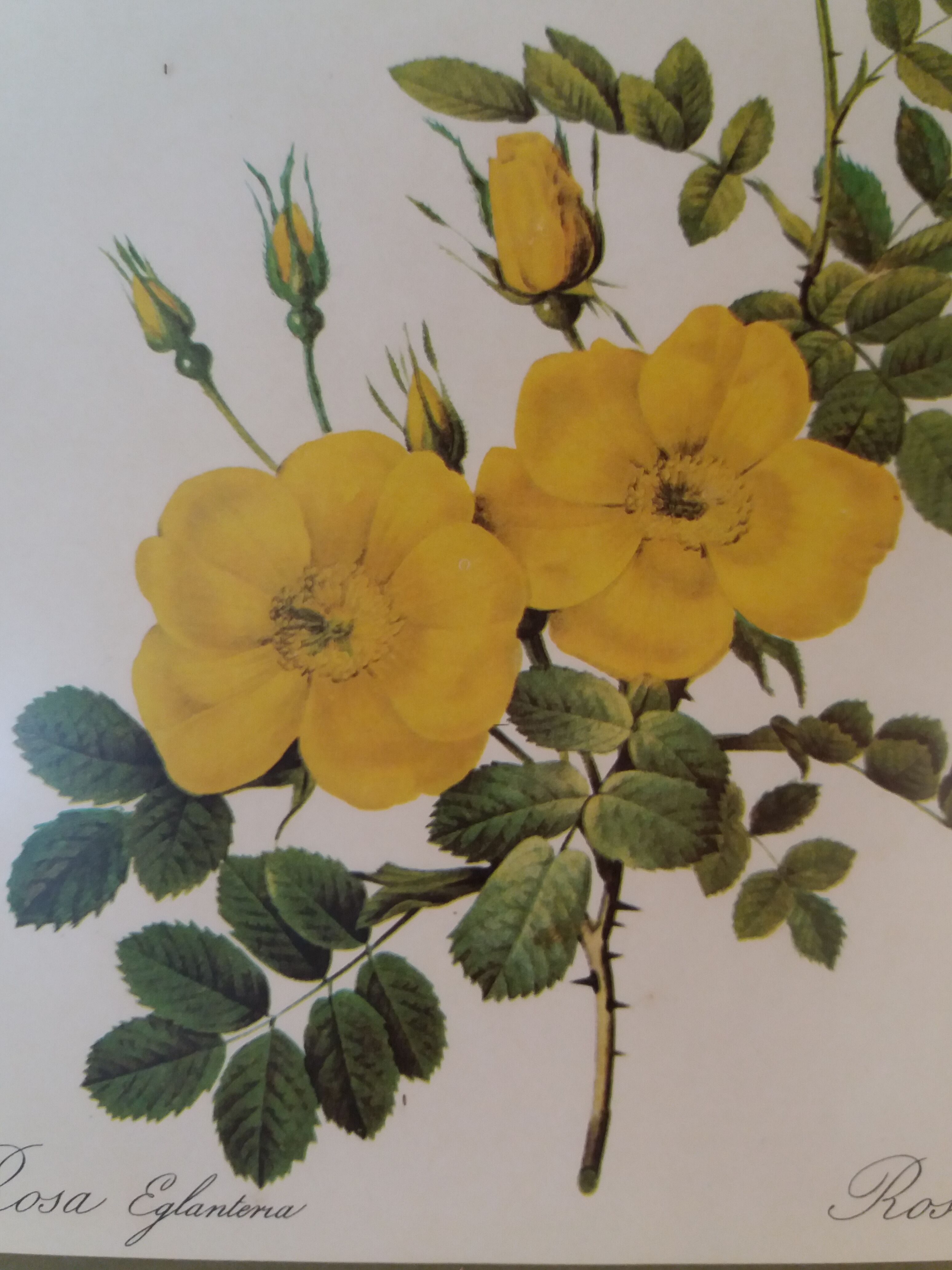 Table Board botanical "Rosa Eglanteria"