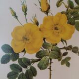 Table Board botanical "Rosa Eglanteria"