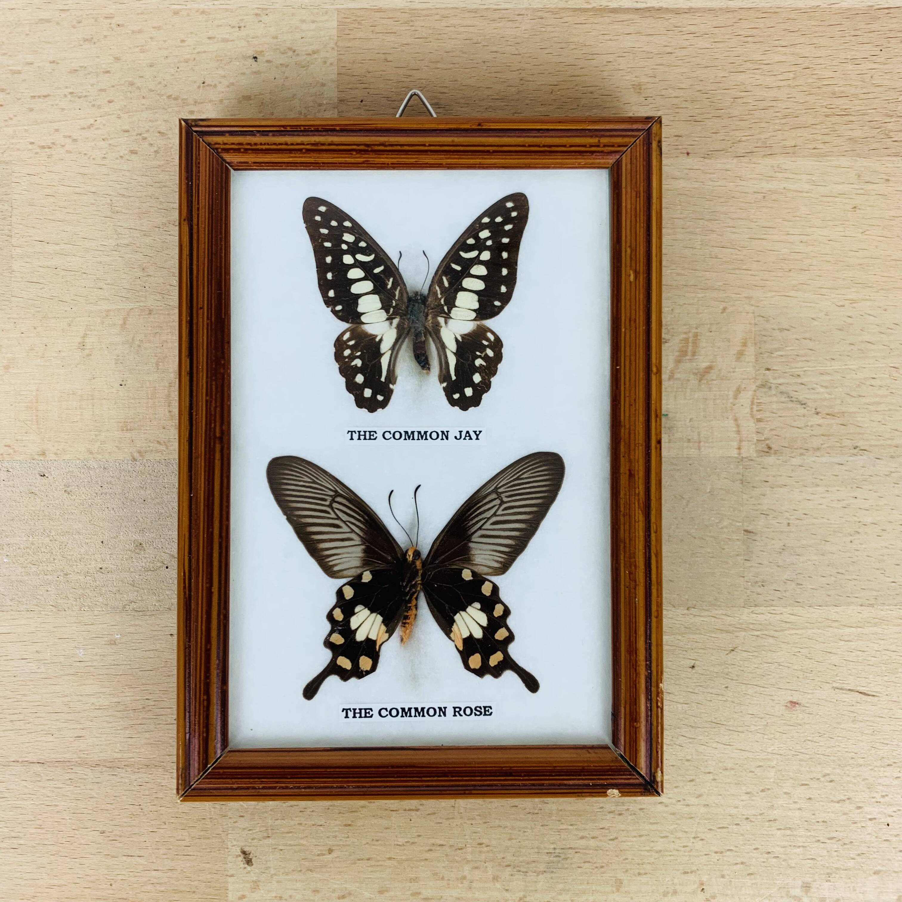 Naturalized butterflies frame