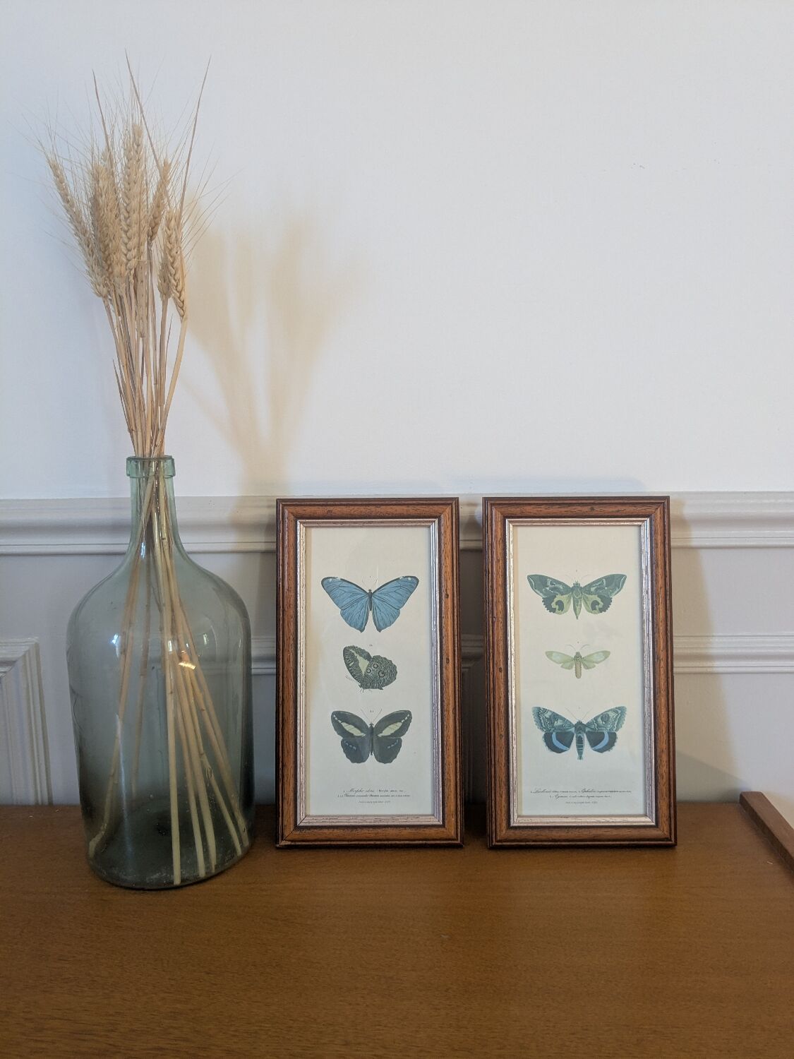 Lithographies de papillons