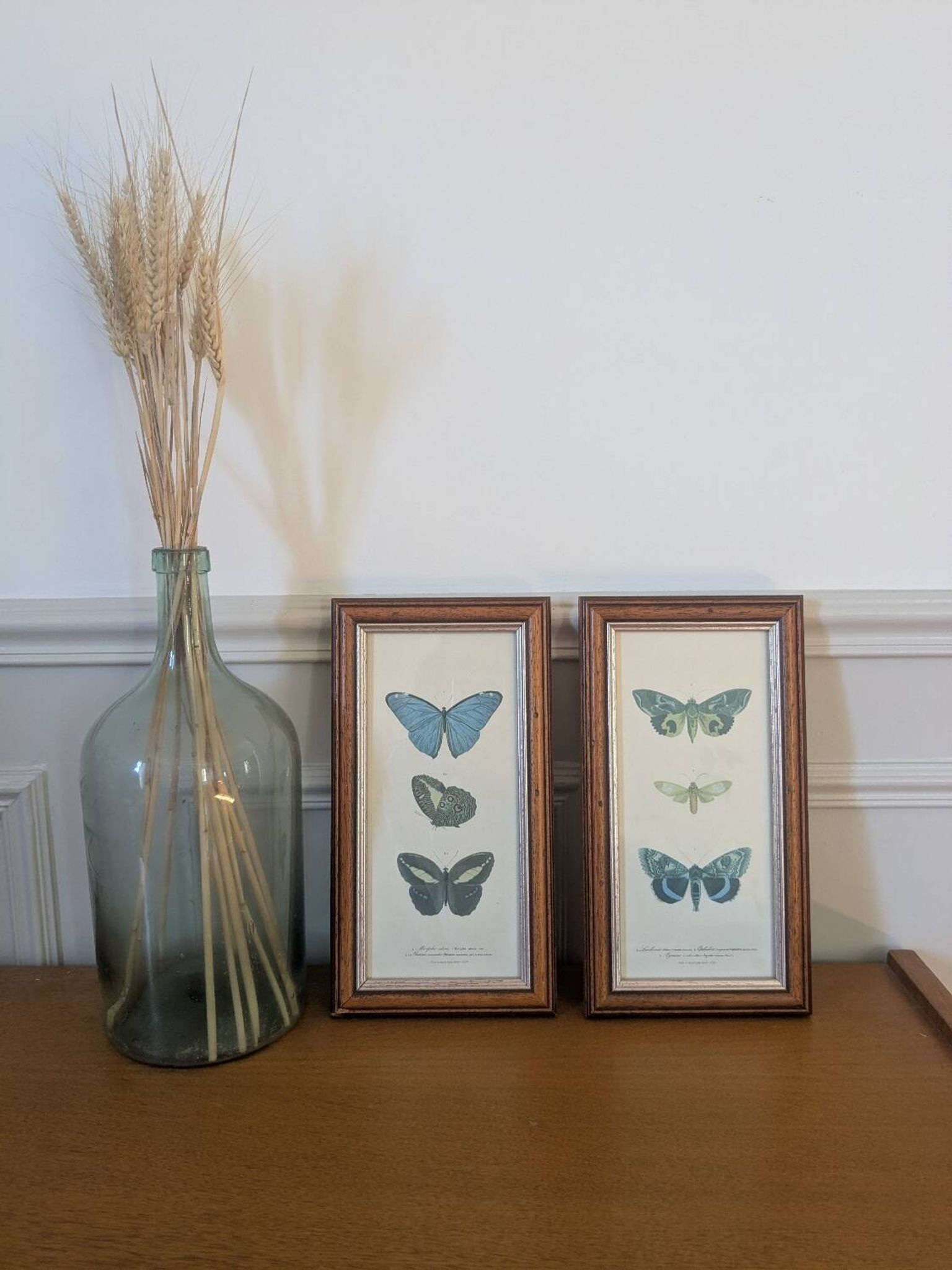 Lithographs of butterflies