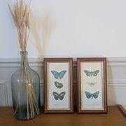 Lithographs of butterflies