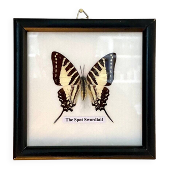 The Spot Swordtail, naturalized butterfly framed