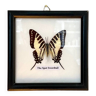 The Spot Swordtail, naturalized butterfly framed