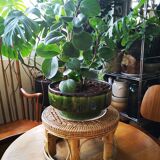 Canning plant holder