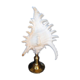 Cabinet of Curiosities 30cm shell on bronze base