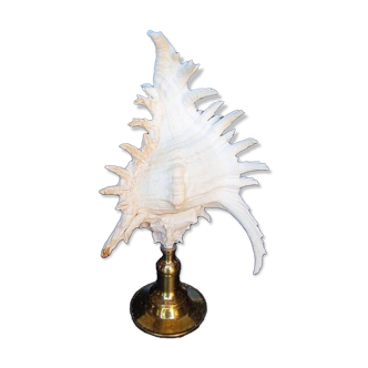 Cabinet of Curiosities 30cm shell on bronze base
