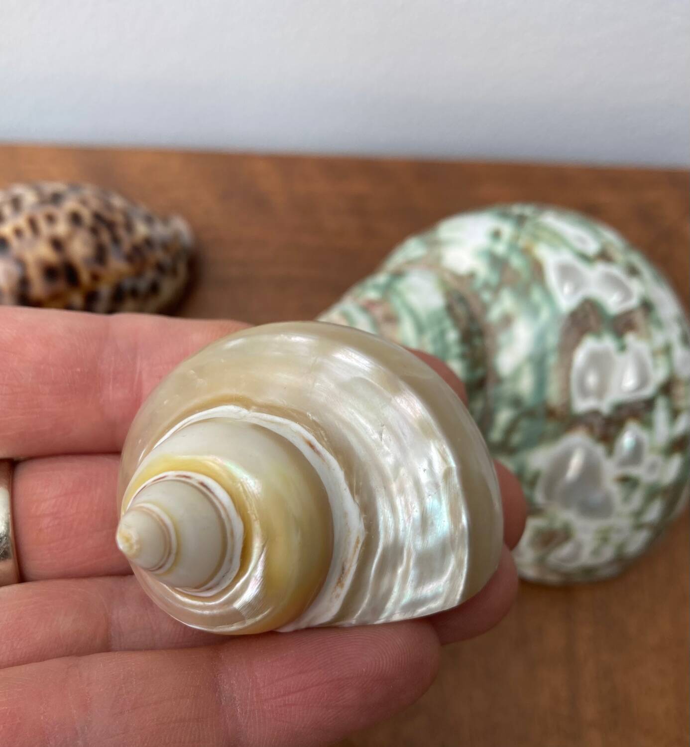 80s Seashell Set