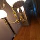60'S vintage brass chandelier, Cherubin
