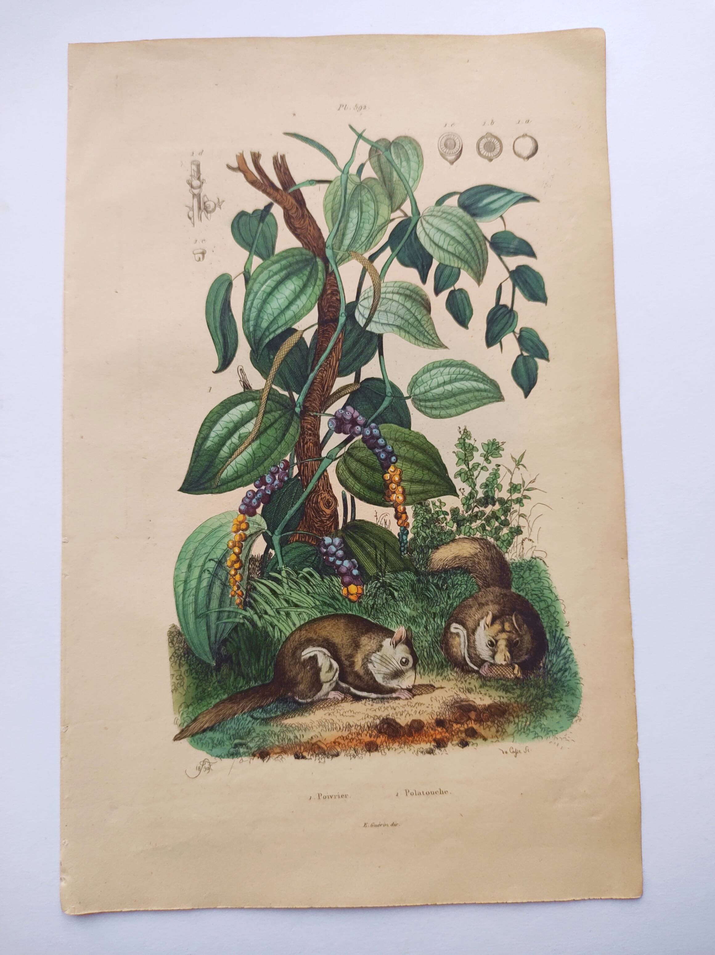 Old engraving from 1839 - Pepper tree - Manually coloured lithograph