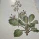 Botanical Plate 1800 Old Naturalist Engraving 19th Century Double-Sided