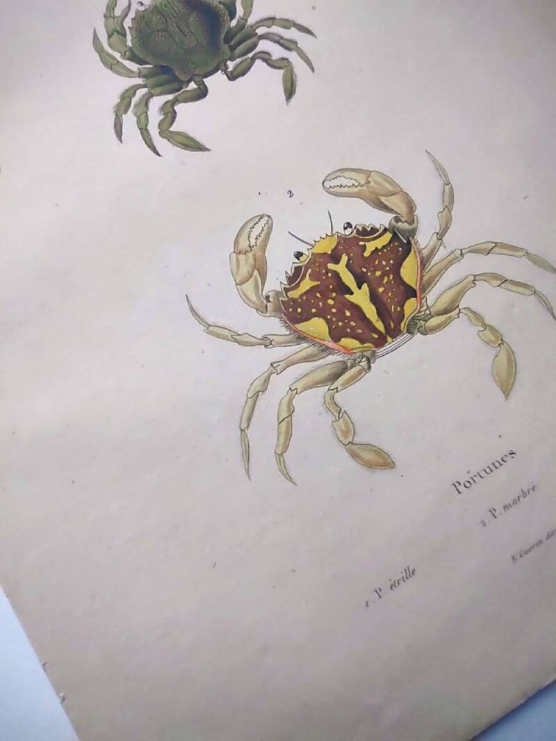 Antique engravings from 1839 - Portune crabs - Hand-colored plate