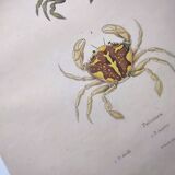 Gravures ancienne de 1839 -Crabes Portunes- Planche coloriée à la main