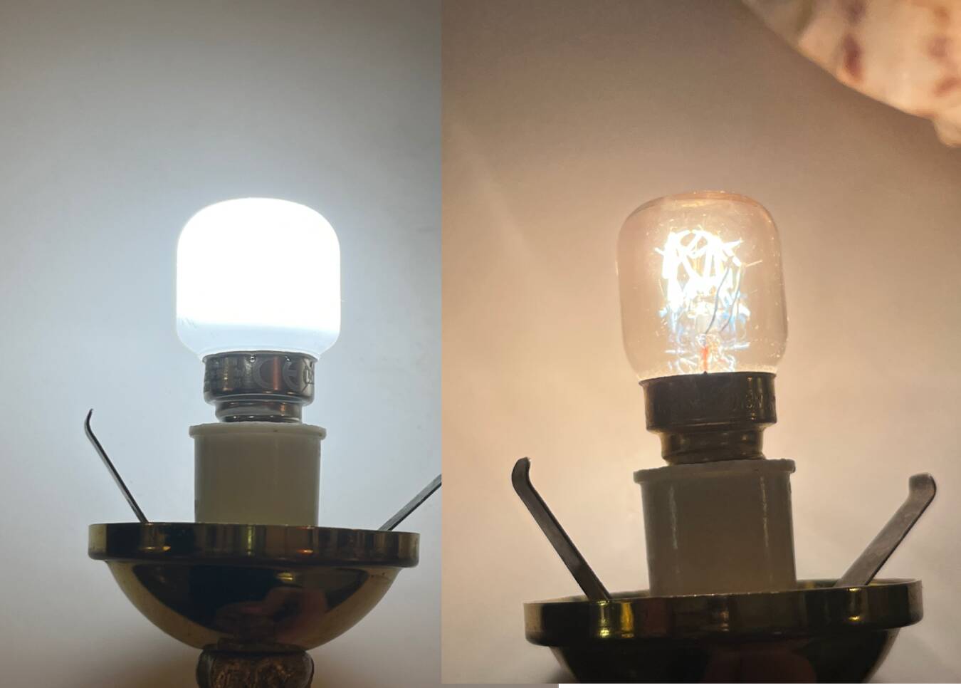 Cassis Cornuta shell lamp on a bronze base - Shell nightlight