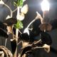 Italian luster flowers