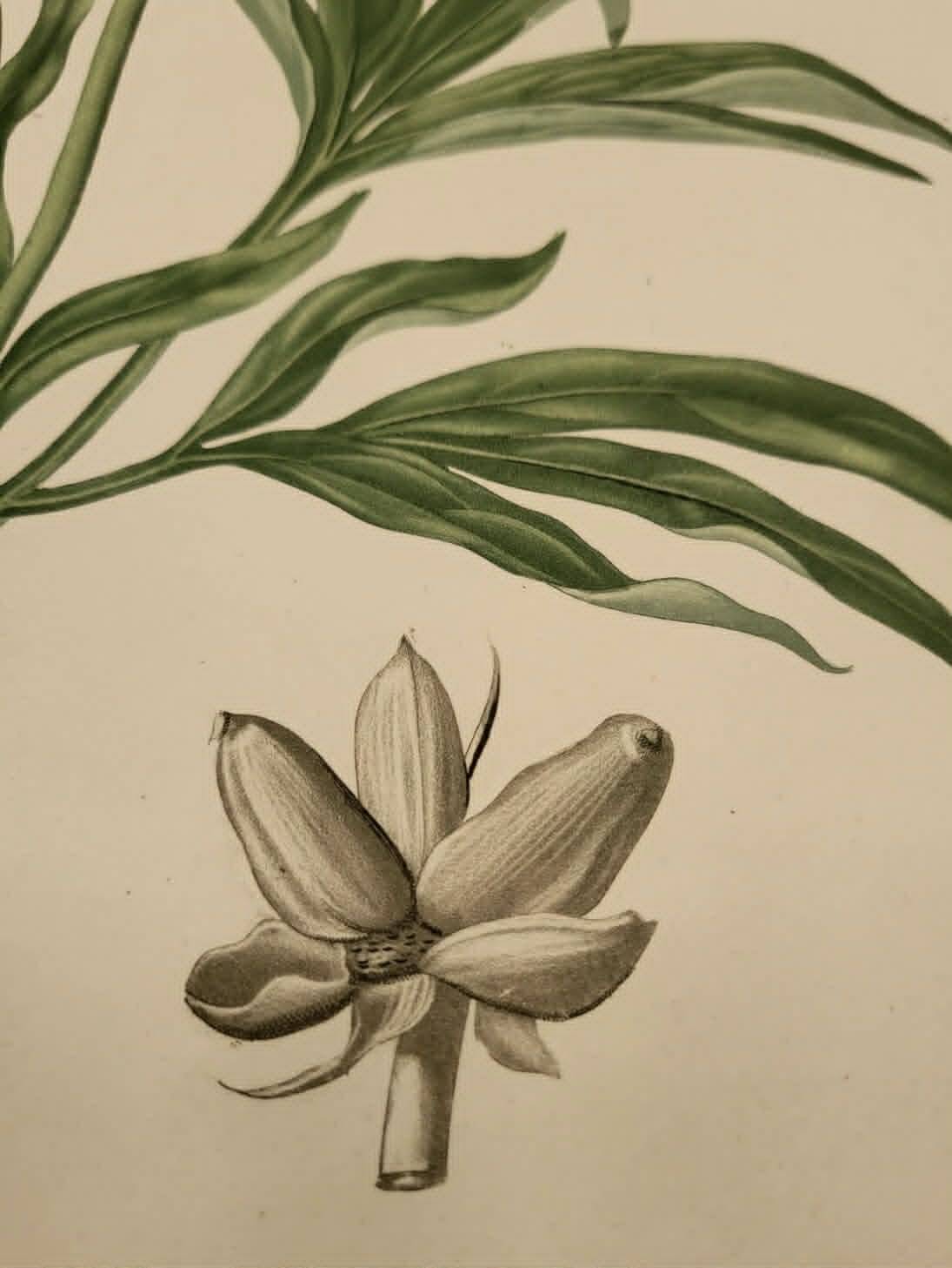Phytographie médicale, pivoine officinale ,peint à la main, joseph roques 1