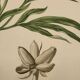 Phytographie médicale, pivoine officinale ,peint à la main, joseph roques 1