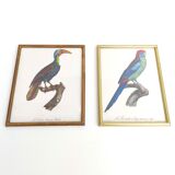 2 lithographed posters of birds in golden frames