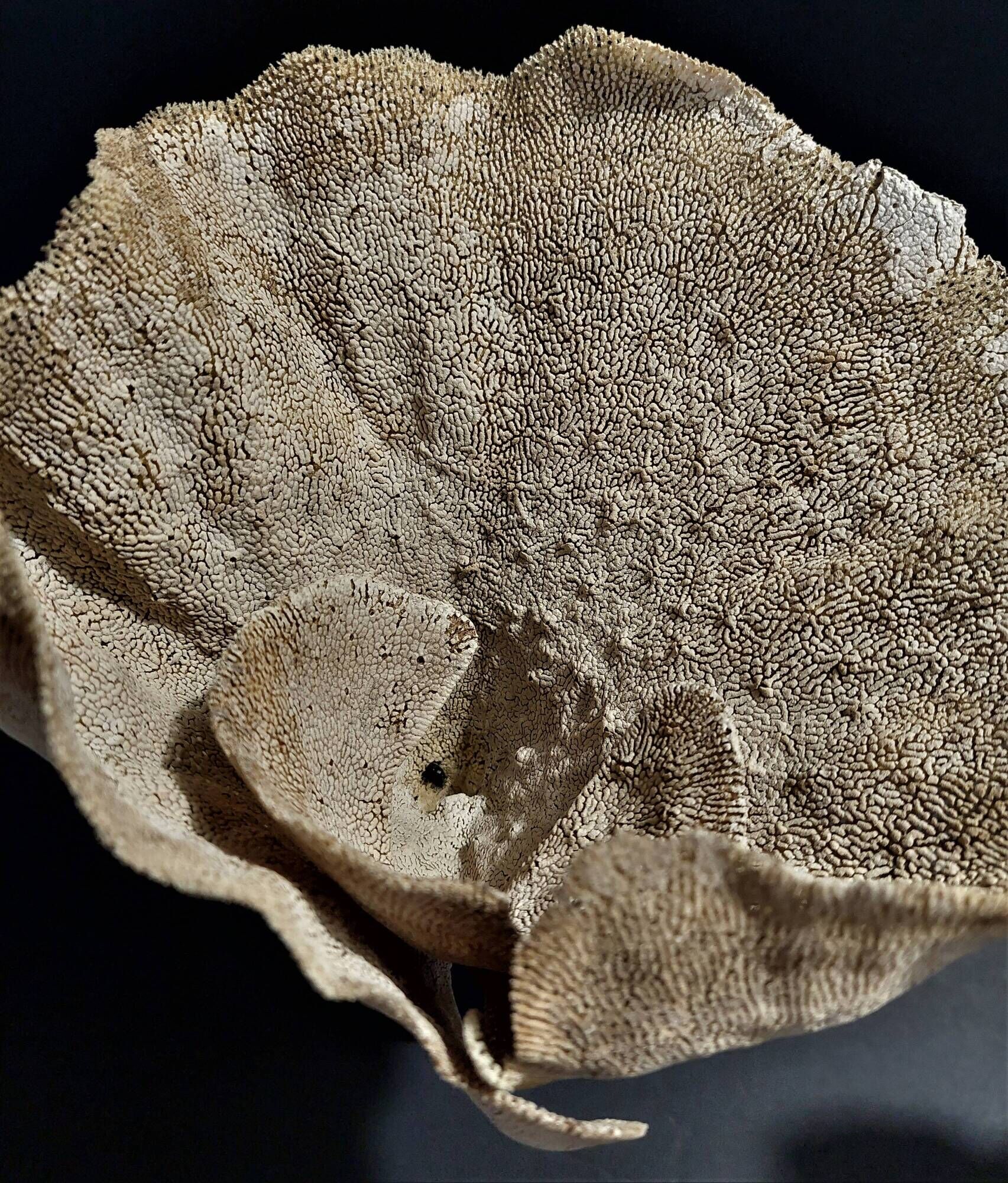 Cabinet of Curiosities sponge cut carteriospongia foliascens on base
