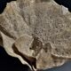 Cabinet of Curiosities sponge cut carteriospongia foliascens on base