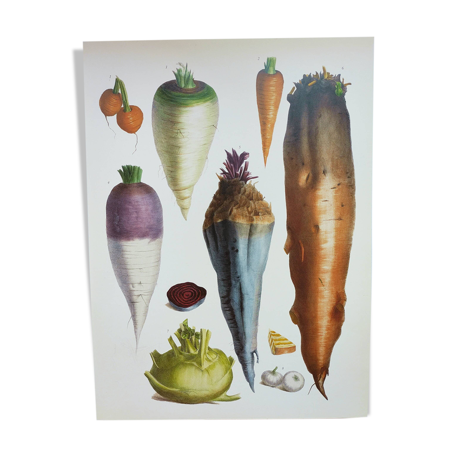 Garden Vegetable Illustration - Vintage Botanical Vegetable Garden Illustration Vilmorin - Red Carrot
