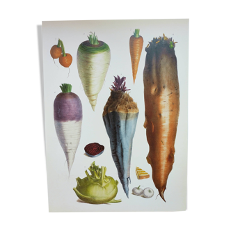 Garden Vegetable Illustration - Vintage Botanical Vegetable Garden Illustration Vilmorin - Red Carrot