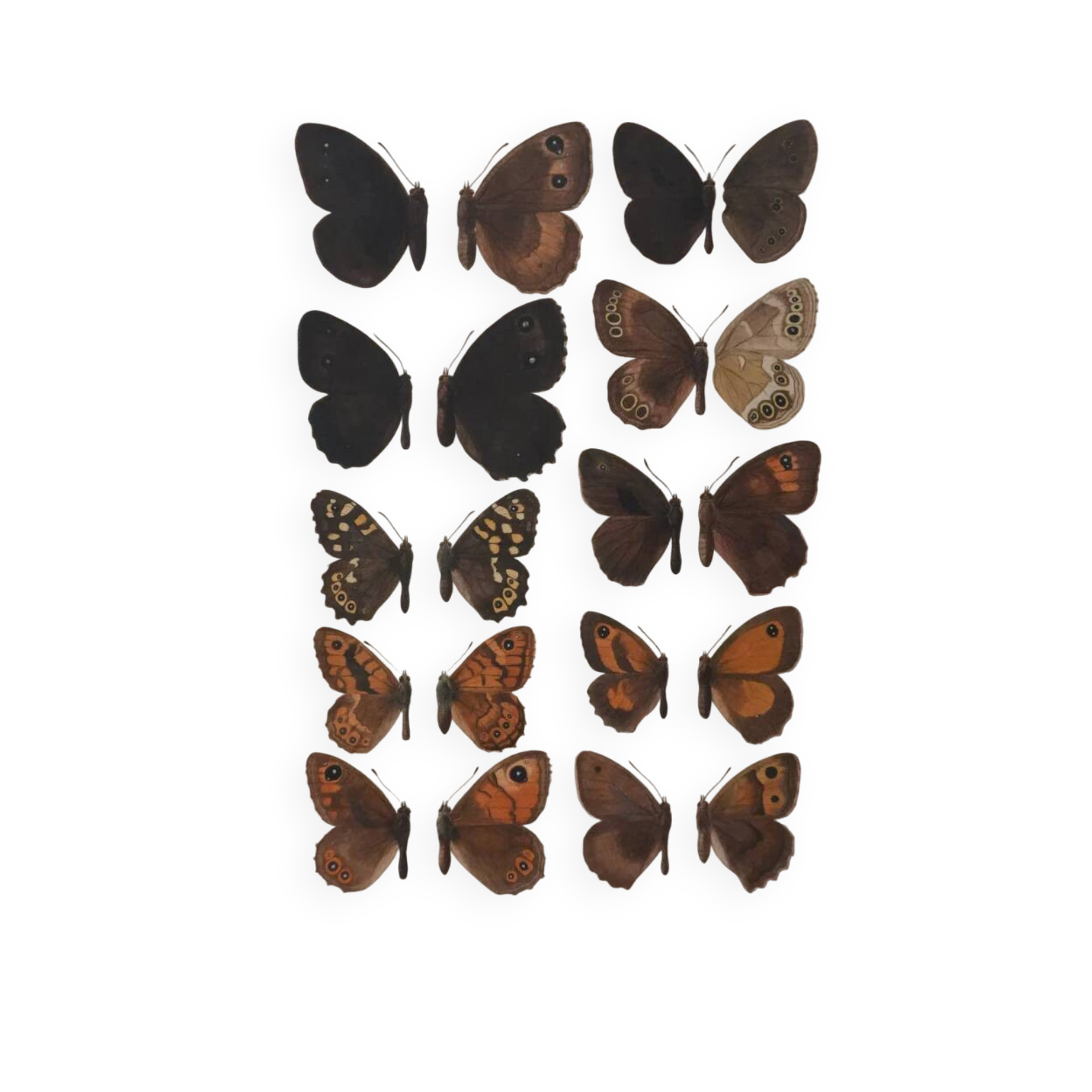 Small brown and orange butterflies, original signed watercolour, Roger METAYE.
