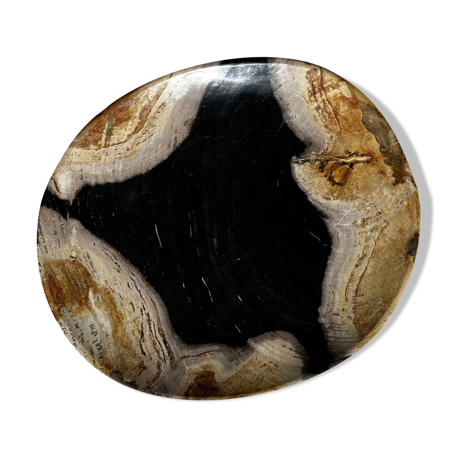 Empty pocket or dish in medium petrified wood