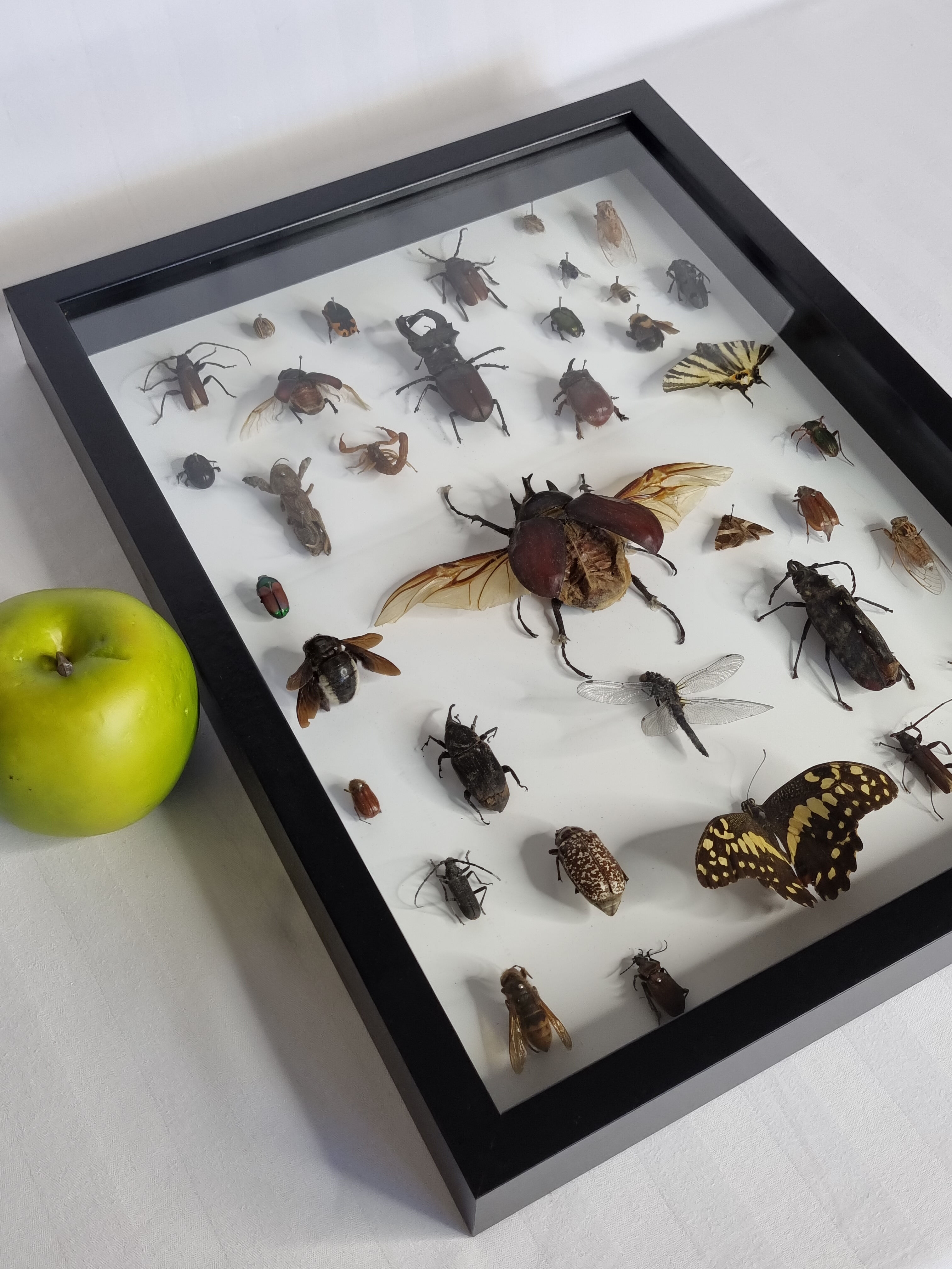 Tableau d'insectes naturalisés, ancienne collection d'entomologiste