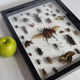Tableau d'insectes naturalisés, ancienne collection d'entomologiste