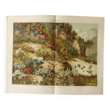 Lithographie ancienne 1909 - Flore alpine - gravure nature montagne vintage