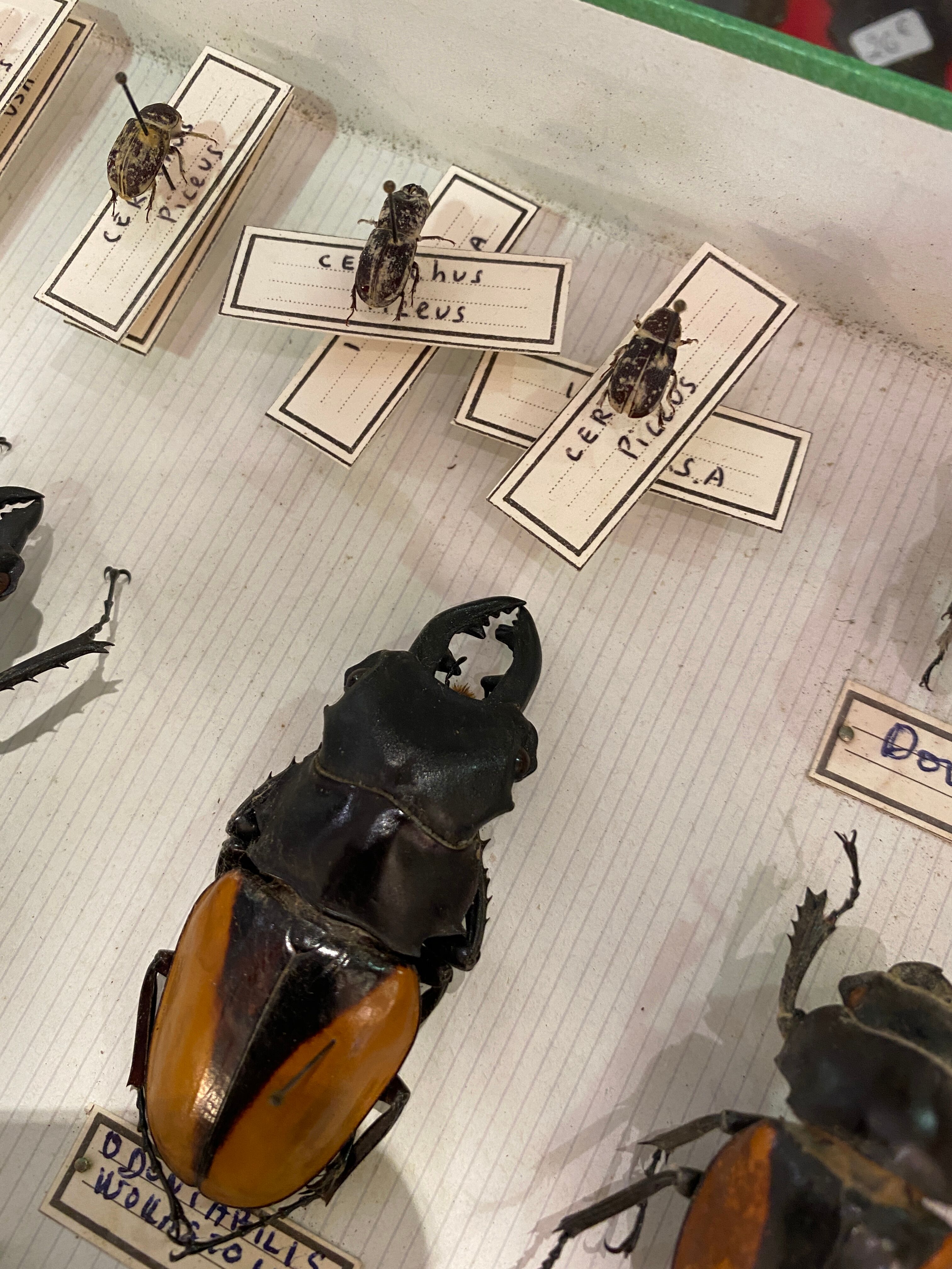 Boîte entomologie vitrine insectes