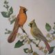 Cadre oiseaux Freund