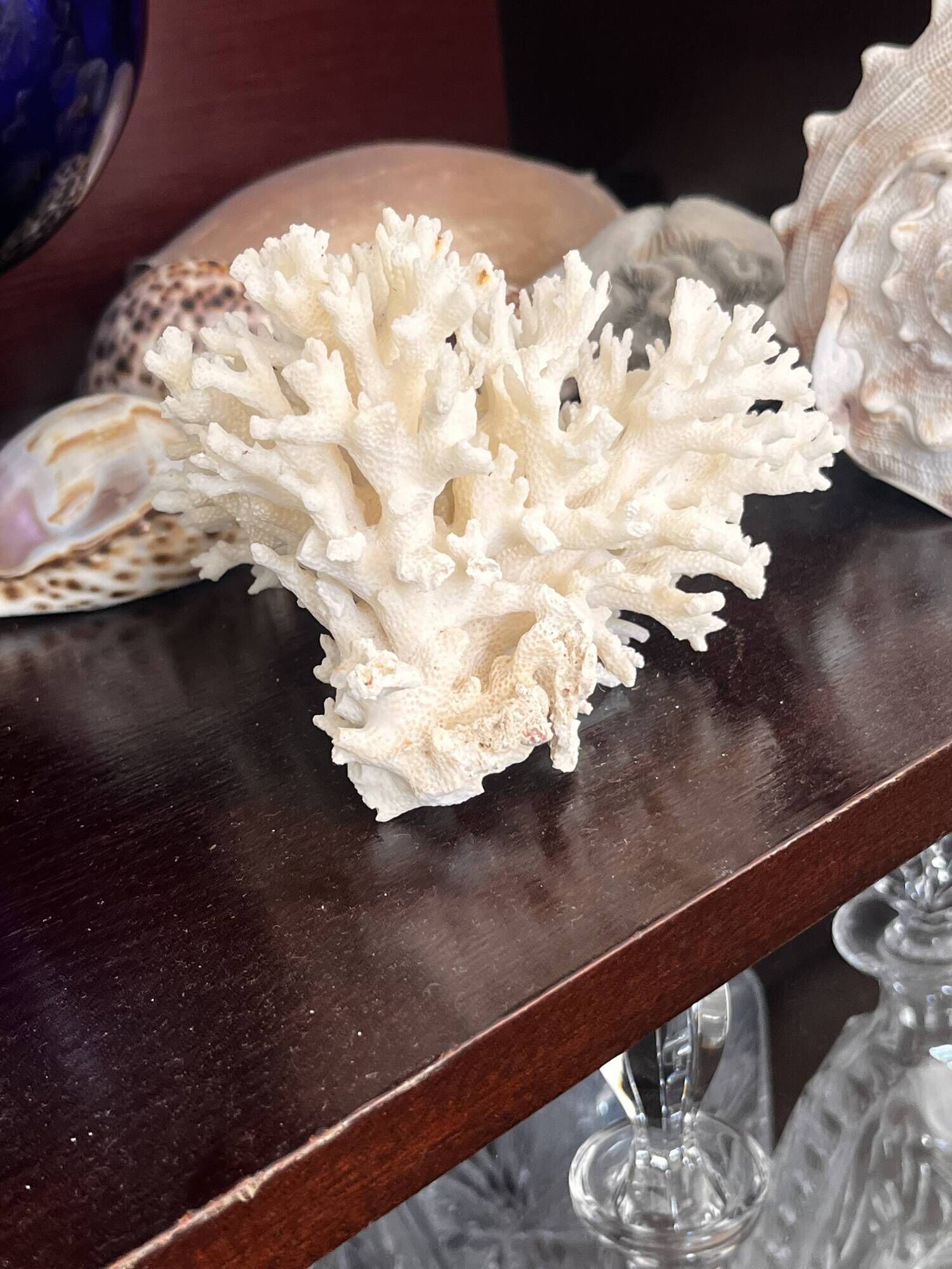Ancient coral