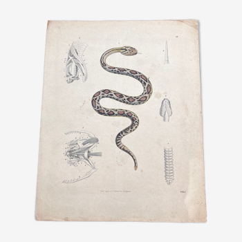 Affiche lithographie serpent