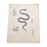 Snake poster (lithograph)