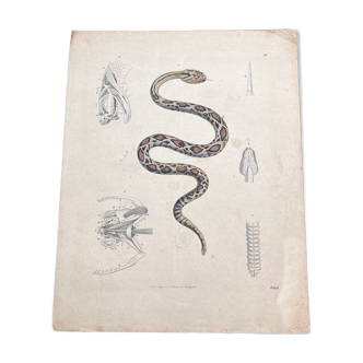 Snake poster (lithograph)