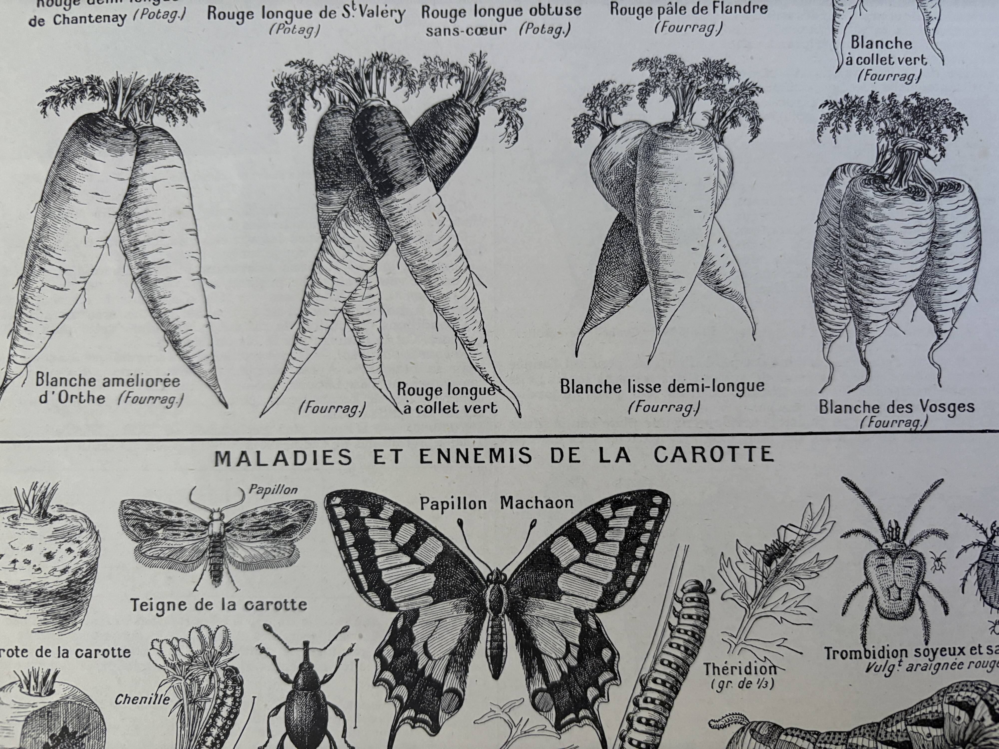 Antique engraving of carrots - 1920