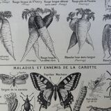 Antique engraving of carrots - 1920