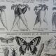 Ancienne gravure sur les carottes - 1920