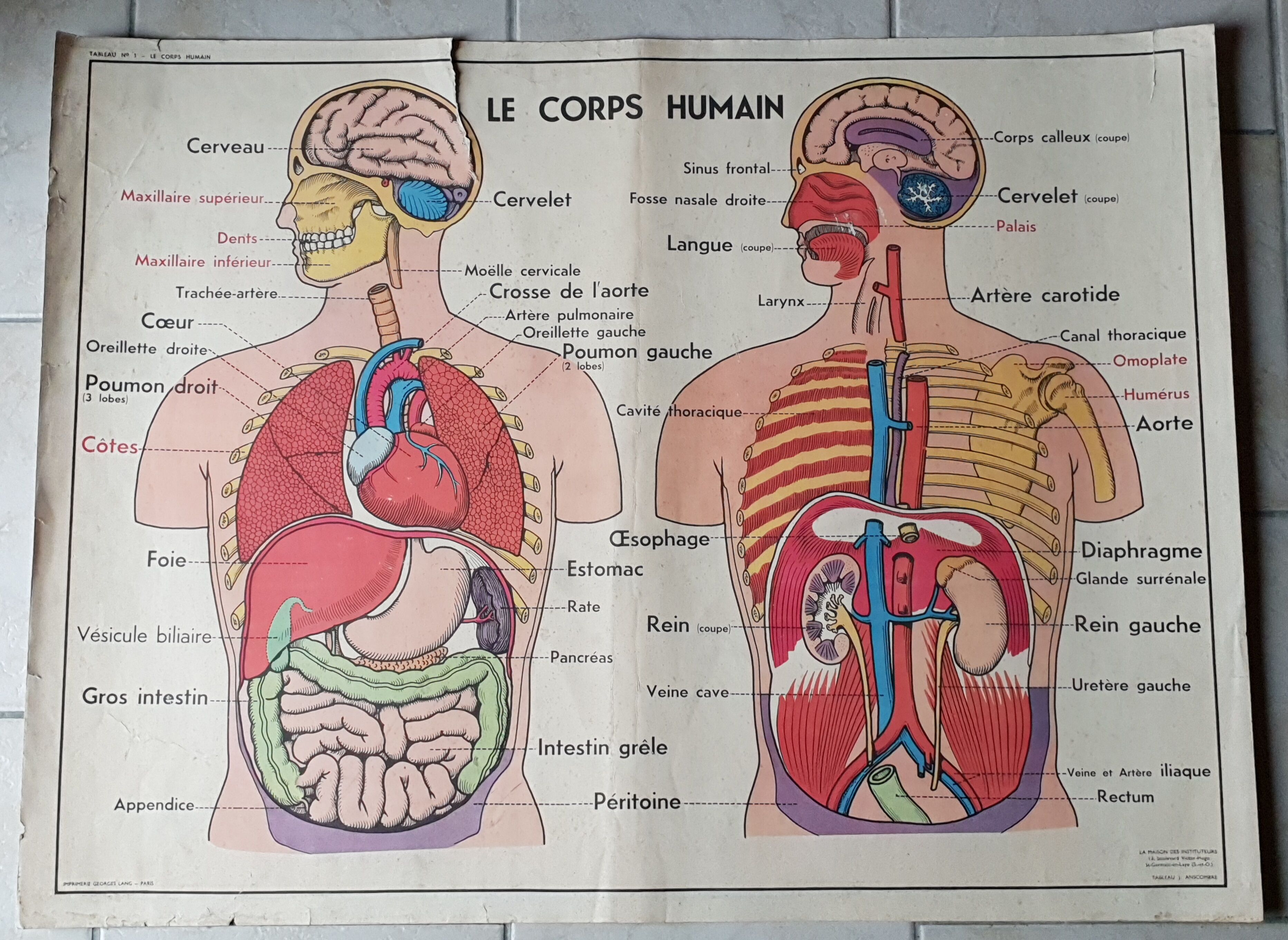 Poster school -  our muscles and human body