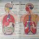 Poster school -  our muscles and human body