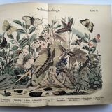 Antique engraving, 1886 - European Butterflies (3). 19th-century chromolithograph