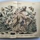 Gravure ancienne  1886 - Papillons européens (3). Chromo lithographie XIX