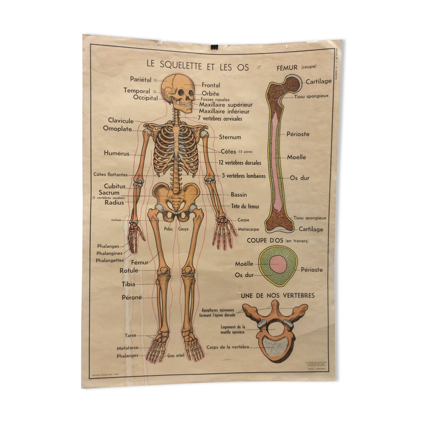 Affiche anatomie le squelette / les articulations